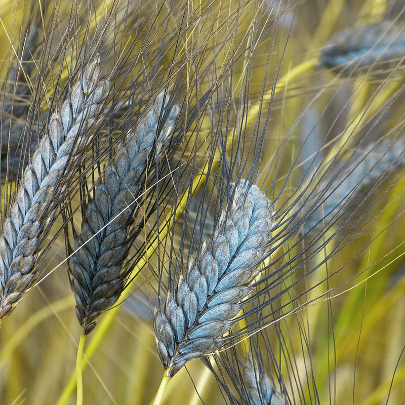 Emmer Getreideähre für Emmermehl in unserem Onlineshop