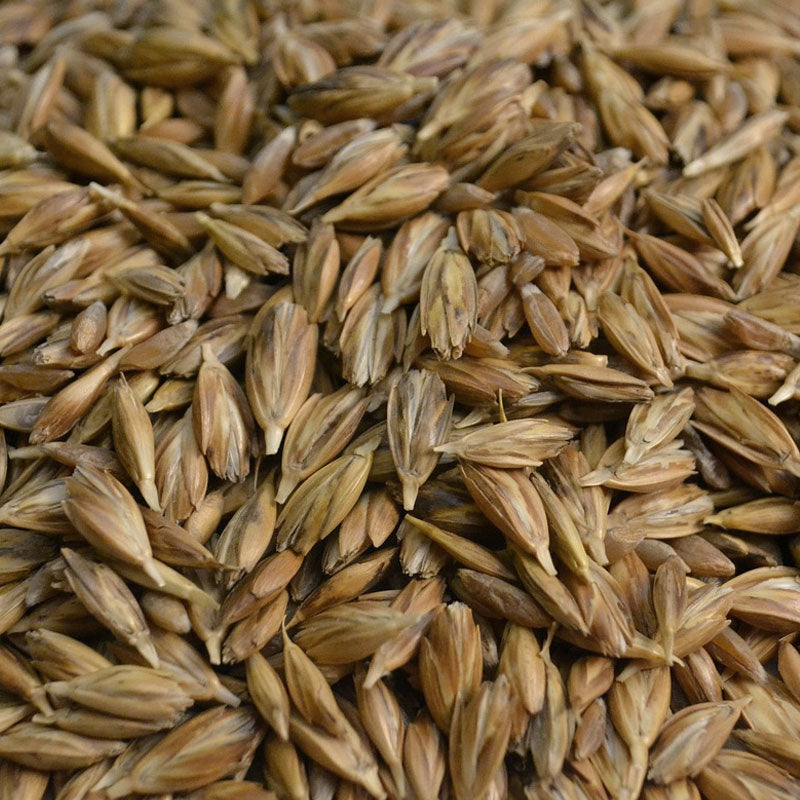 Emmer Getreidekorn für Emmermehl in unserem Onlineshop