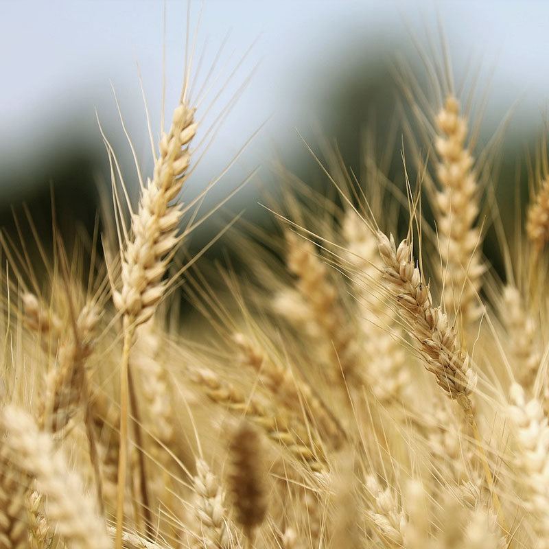 Gelbweizen Getreideähre für Gelbweizenmehl